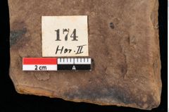 Foto (Detailansicht) von Glyptostrobus europaeus Brongniart (NHMW-GEO-2024-0188-0174)